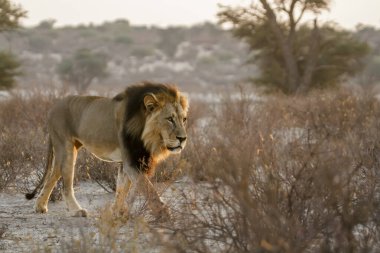African lion male black mane in bush with morning light in Kgalagadi transfrontier park, South Africa; Specie panthera leo family of felidae