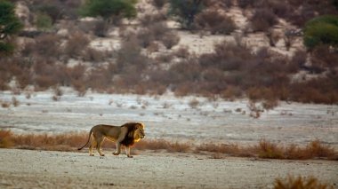 African lion walk in morning scenery in Kgalagadi transfrontier park, South Africa; Specie panthera leo family of felidae
