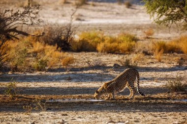 Cheetah drinking at waterhole in backlit in Kgalagadi transfrontier park, South Africa ; Specie Acinonyx jubatus family of Felidae