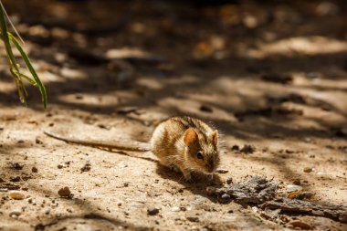 Rhabdomys eating seed on the ground  in Kgalagadi transfrontier park, South Africa ; specie Rhabdomys pumilio family of Muridae
