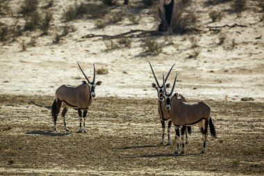 Three South African Oryx looking at camera in Kgalagadi transfrontier park, South Africa; specie Oryx gazella family of Bovidae