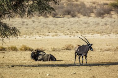 South African Oryx and Blue wildebeest in Kgalagadi transfrontier park, South Africa; specie Oryx gazella and Connochaetes taurinus family of Bovidae