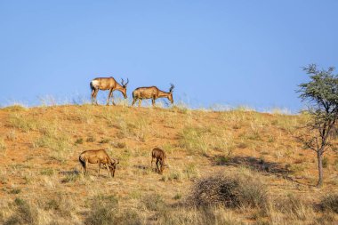 Four Hartebeest on top of sand dune in Kgalagadi transfrontier park, South Africa; specie Alcelaphus buselaphus family of Bovidae