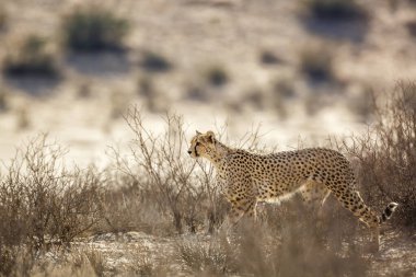 Cheetah in alert in Kgalagadi transfrontier park, South Africa ; Specie Acinonyx jubatus family of Felidae
