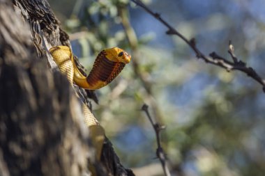 Güney Afrika 'daki Kgalagadi sınır ötesi parkında saldırıda ağaç gövdesinde Cape kobra; Elapidae ailesinden Naja nivea