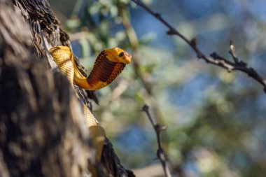 Cape cobra in tree trunk in attack in Kgalagadi transfrontier park, South Africa; specie Naja nivea family of Elapidae clipart