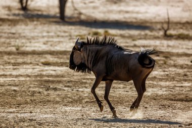 Blue wildebeest running in desert area in Kgalagadi transfrontier park, South Africa ; Specie Connochaetes taurinus family of Bovidae