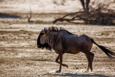 Blue wildebeest running in desert area in Kgalagadi transfrontier park, South Africa ; Specie Connochaetes taurinus family of Bovidae