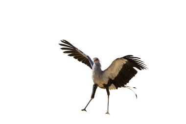 Güney Afrika 'daki Kgalagadi transfrontier parkında beyaz arka planda izole edilmiş açık kanatlara bakan kuş; Specie Sagittarius serpentarius Sagittariidae familyası