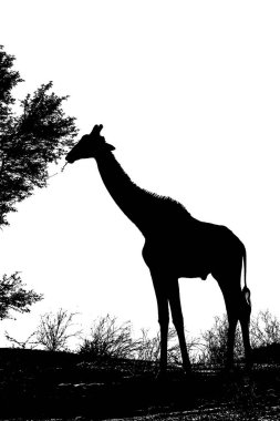 Güney Afrika 'daki Kgalagadi transfrontier parkında beyaz arka planda karantina yiyen zürafa; Giraffa camelopardalis ailesinden zürafa.