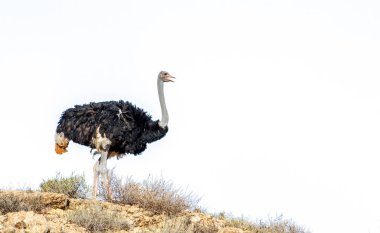 Güney Afrika 'daki Kgalagadi sınır ötesi parkında mavi gökyüzünde izole edilmiş Afrika devekuşu; Struthionidae familyasından Specie Struthio kamelus.