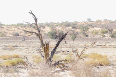 Güney Afrika 'daki Kgalagadi sınır ötesi parkındaki kuraklık sırasında Nossob nehir yatağındaki ölü ağaç kütüğü.