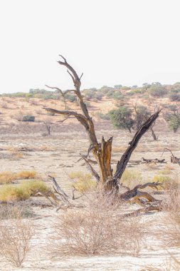 Güney Afrika 'daki Kgalagadi sınır ötesi parkındaki kuraklık sırasında Nossob nehir yatağındaki ölü ağaç kütüğü.