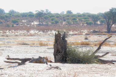 Güney Afrika 'daki Kgalagadi sınır ötesi parkındaki kuraklık sırasında Nossob nehir yatağındaki ölü ağaç kütüğü.