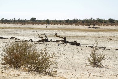 Güney Afrika 'daki Kgalagadi sınır ötesi parkında kuraklık sırasında Nossob nehir yatağı