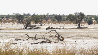 Güney Afrika 'daki Kgalagadi sınır ötesi parkında kuraklık sırasında Nossob nehir yatağı