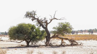 Güney Afrika 'daki Kgalagadi sınır ötesi parkın Görkemli Ağacı