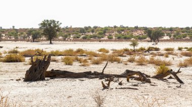 Güney Afrika 'daki Kgalagadi sınır ötesi parkında kuraklık sırasında Nossob nehir yatağı