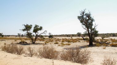 Güney Afrika 'daki Kgalagadi sınır ötesi parkın Görkemli Ağacı