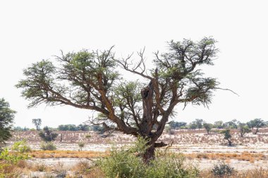 Güney Afrika 'daki Kgalagadi sınır ötesi parkın Görkemli Ağacı