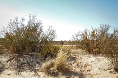 Güney Afrika 'daki Kgalagadi sınır ötesi parktaki çalı fabrikası.