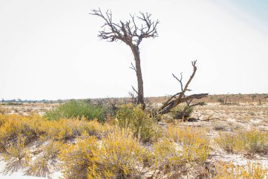 Güney Afrika 'daki Kgalagadi sınır ötesi parkında ölü ağaçlı manzara