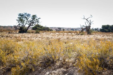 Güney Afrika 'daki Kgalagadi sınır ötesi parkındaki Scrubland manzarası