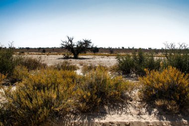 Güney Afrika 'daki Kgalagadi sınır ötesi parkındaki Scrubland manzarası