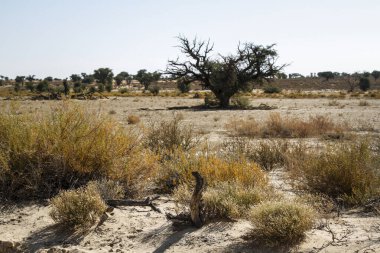 Güney Afrika 'daki Kgalagadi sınır ötesi parkındaki Scrubland manzarası