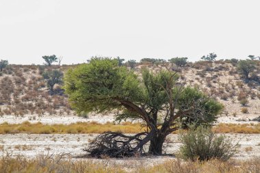Kgalagadi sınır ötesi parkı ağacı, Güney Afrika