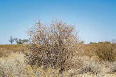 Güney Afrika 'daki Kgalagadi sınır ötesi parktaki çalı fabrikası.