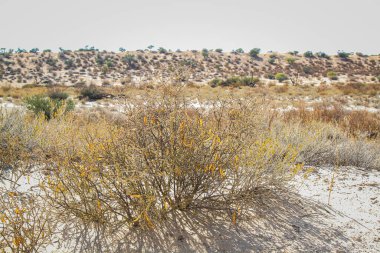 Güney Afrika 'daki Kgalagadi sınır ötesi parktaki çalı fabrikası.