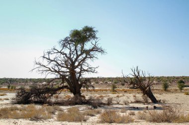 Güney Afrika 'daki Kgalagadi sınır ötesi parkında ölü ağaçlı manzara