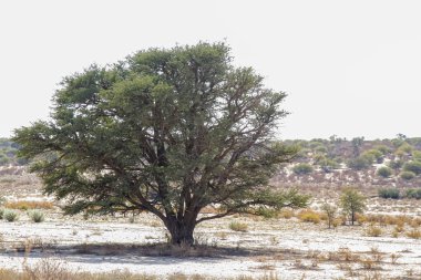 Kgalagadi sınır ötesi parkı ağacı, Güney Afrika