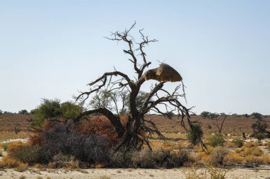 Güney Afrika 'daki Kgalagadi sınır ötesi parkında ölü ağaçlı manzara