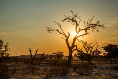 Güney Afrika 'daki Kgalagadi sınır ötesi parkında ölü ağaçlarla birlikte gündoğumu sisli manzarası