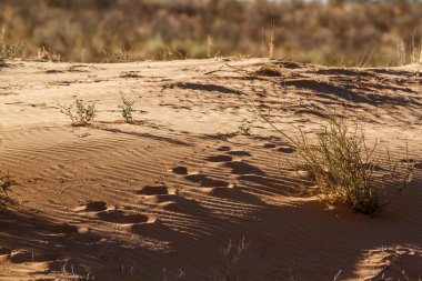 Güney Afrika 'daki Kgalagadi sınır ötesi parkında hayvanlar kum tepeciklerinde iz sürüyor