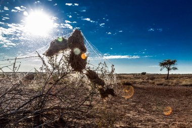 Güney Afrika 'daki Kgalagadi sınır ötesi parkında çöl bölgesinde örümcek ağı.