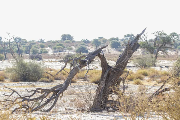Mrtvý Pařez Říčním Korytě Nossob Během Sucha Přeshraničním Parku Kgalagadi — Stock fotografie