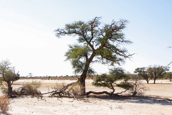 Majestatyczne Drzewo Transgranicznego Parku Kgalagadi Suchym Lądzie Republika Południowej Afryki — Zdjęcie stockowe