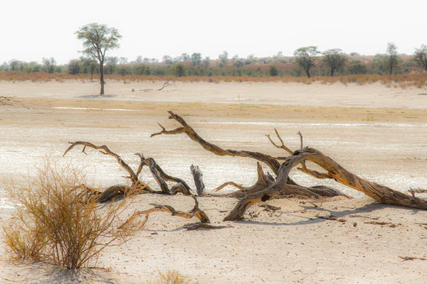 Nossob Říční Koryto Během Sucha Kgalagadi Přeshraniční Park Jižní Afrika — Stock fotografie