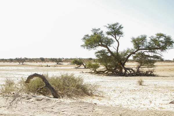 Lit Rivière Nossob Pendant Sécheresse Dans Parc Transfrontalier Kgalagadi Afrique — Photo