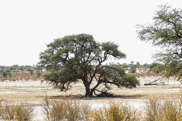 Majestic Tree Kgalagadi Přeshraniční Park Suché Zemi Jihoafrická Republika — Stock fotografie