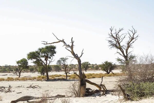 Lit Rivière Nossob Pendant Sécheresse Dans Parc Transfrontalier Kgalagadi Afrique — Photo