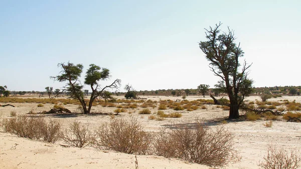 Majestic Tree Kgalagadi Přeshraniční Park Suché Zemi Jihoafrická Republika — Stock fotografie