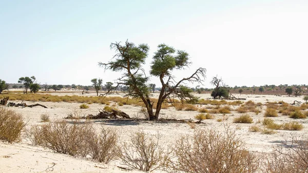 stock image Majestic Tree of  Kgalagadi transfrontier park in dry land, South Africa