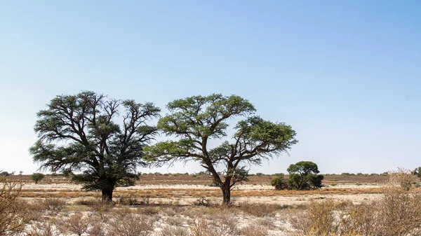 Majestätisk Träd Kgalagadi Gränsöverskridande Park Torra Landet Sydafrika — Stockfoto
