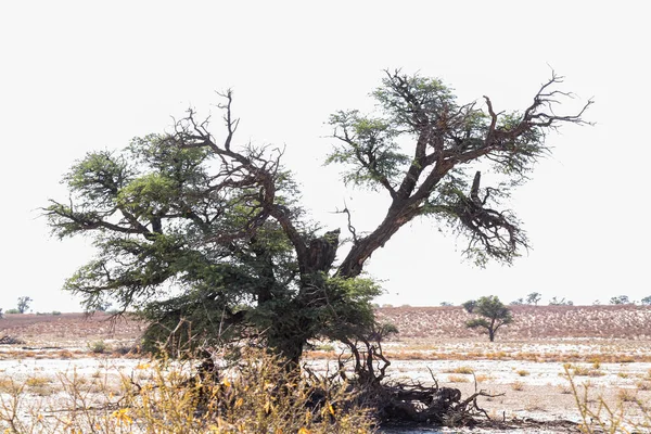 Majestic Tree Kgalagadi Grenzüberschreitender Park Trockenem Land Südafrika — Stockfoto