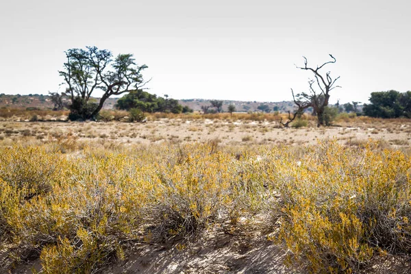Scrubland Scenery Kgalagadi Transborder Park Afrique Sud — Photo