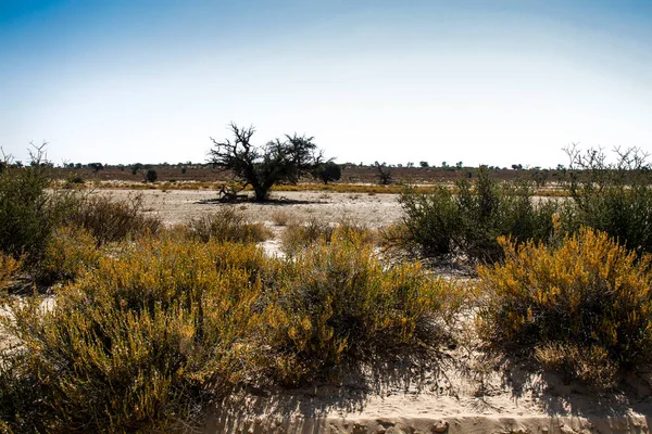 stock image Scrubland scenery in Kgalagadi transfrontier park, South Africa